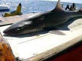 Sharks found in British waters