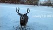 Amazing Video of Mule Deer - Shedding His Antlers