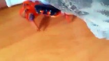 Man Finds A Crab In His House, The End Is Hilarious!