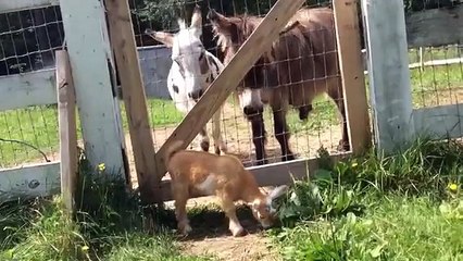 Cette petite chienne est d'une aide inestimable (et adorable) à la ferme.