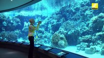 Advanced photography - Taking sharp shots in an aquarium (Nikon 1 tips & tricks)