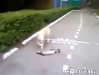 อย่างฮา!! เมื่อเจ้าเหมียวเเกลงตาย พอเผลอเท่านั้นเเหละ..Too funny dog thought the cat was dead!