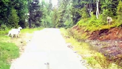 Trois moutons décident de ne pas se faire attaquer par ce loup…. Attendez de voir la fin !