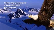 Motivación: El cambio del águila [HD]