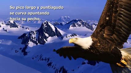 Motivación: El cambio del águila [HD]