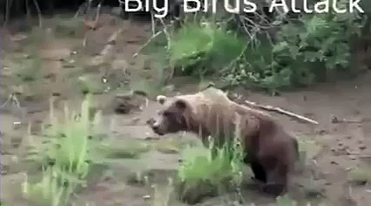 eagle vs animals