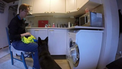 Australian kelpie doing assistance dog work