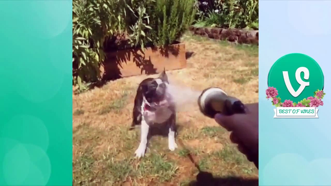 Best Funny Dog Vines 2015 | PART 2
