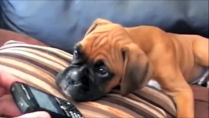 10 Funniest Boxer Videos | funny dog vines