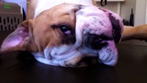 Ultimate Bulldog Video Compilation 2013 HD | funny dog vines
