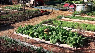 Urban Homesteading - Using Traditional Wisdom for an Urban Vegetable Garden
