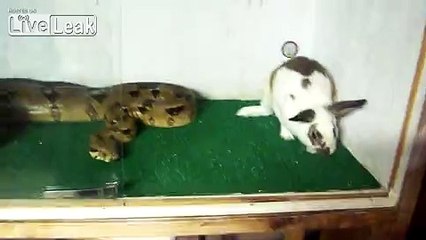 -âBOA CONSTRICTS BUNNY-â   -LIVE FEEDING-