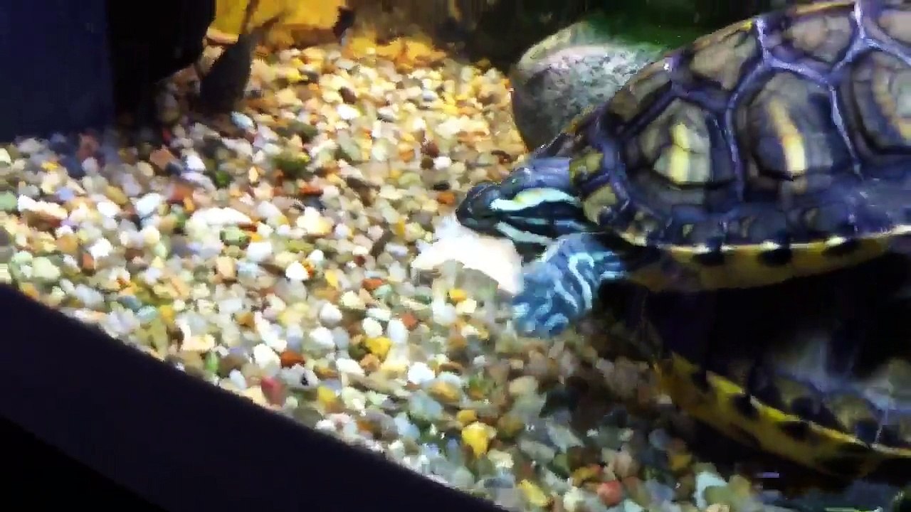 Fodring af sumpskildpadder