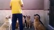 Amazing Dog Discipline - Never Seen Before(videomasti.com)