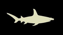 OLD      Great white shark vs Hammerhead shark