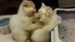 Cute Kitty Cares For Another - Funny ! - Милые Котята !
