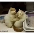 Cute Kitty Cares For Another - Funny ! - Милые Котята !