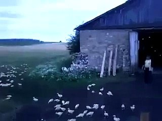 So Cool Very Intelegent Bird