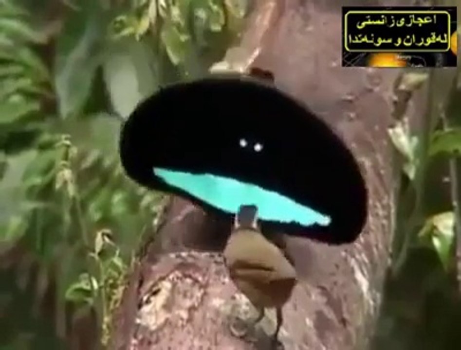 س سے پیاری وڈیو شاید هی کبھی کسی نے دیکھی هو