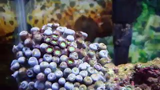 nano reef 10 gallon