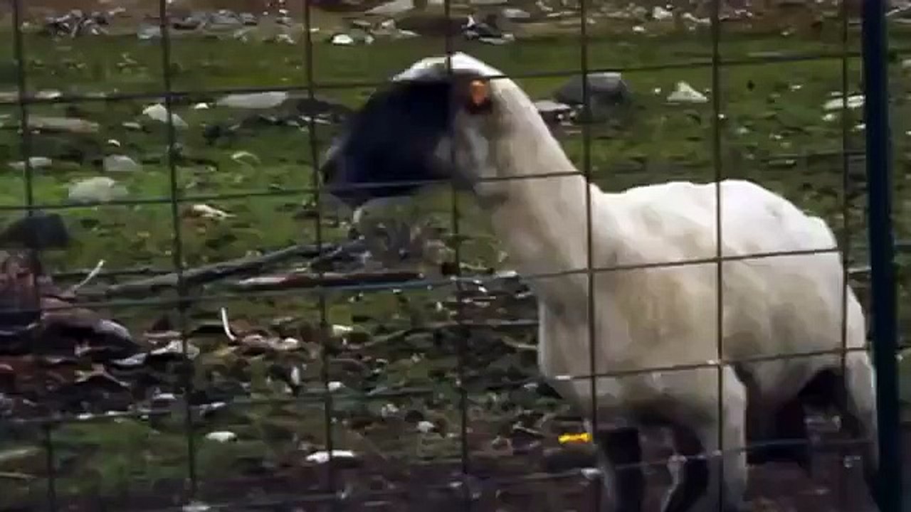 Un chivo gritando