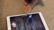 Funny Cat chasing iPad mouse (like Tom and Jerry)