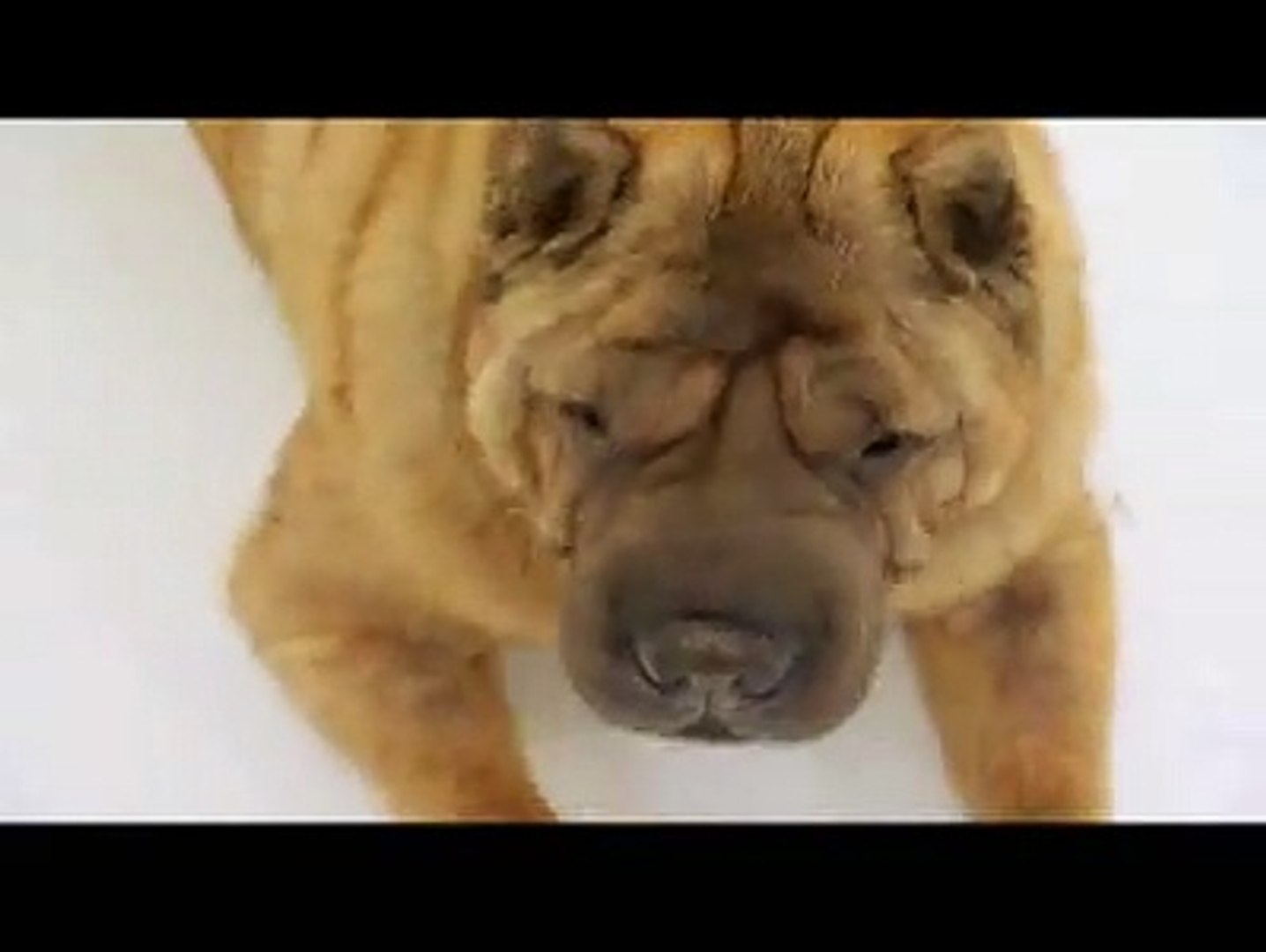 Dogs 101, Shar Pei Breed - Animal Planet - video Dailymotion