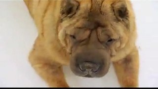 Dogs 101, Shar Pei Breed - Animal Planet