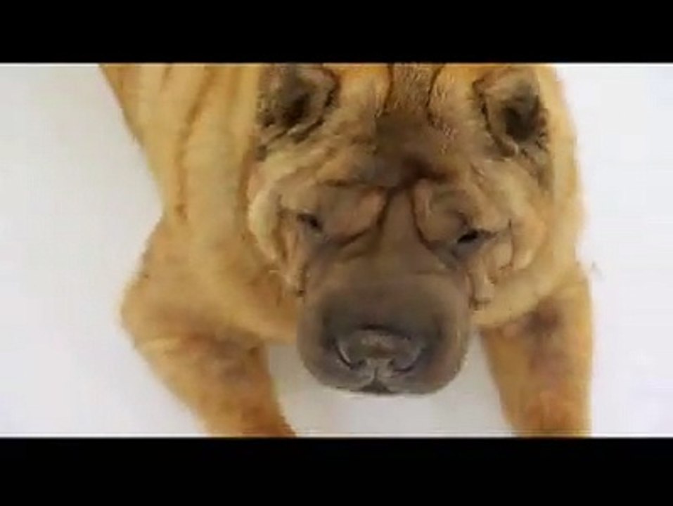 Dogs 101, Shar Pei Breed - Animal Planet