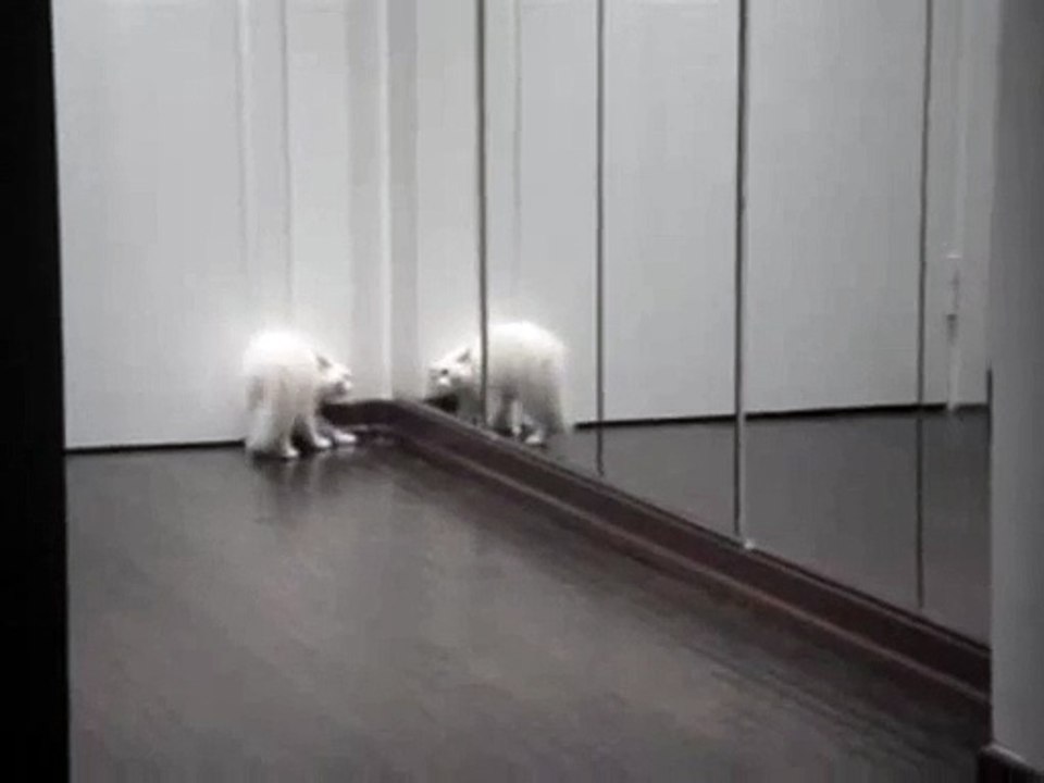 white cat mirror fight