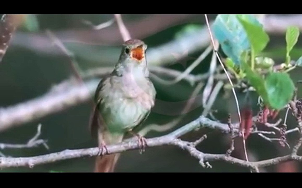The Amazing Nightingale