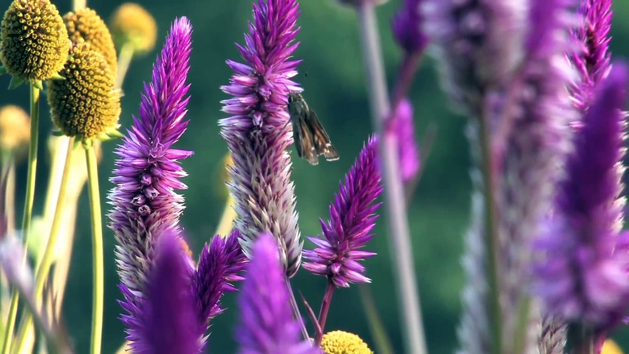 Flowers 8
