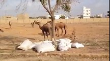 camels in Karachi Cow Mandi 2015 - Must Watch
