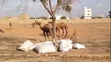 camels in Karachi Cow Mandi 2015 - Must Watch