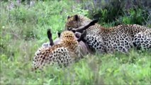 Leopard And Warthog Fights2015 I Animal Fights I Wildlife Documentary ✔