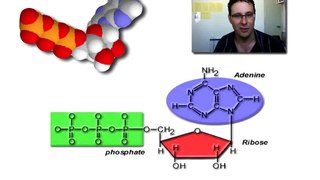 The ATP Cycle