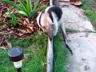 Un fourmilier sort sa grande langue pour manger des fourmis!