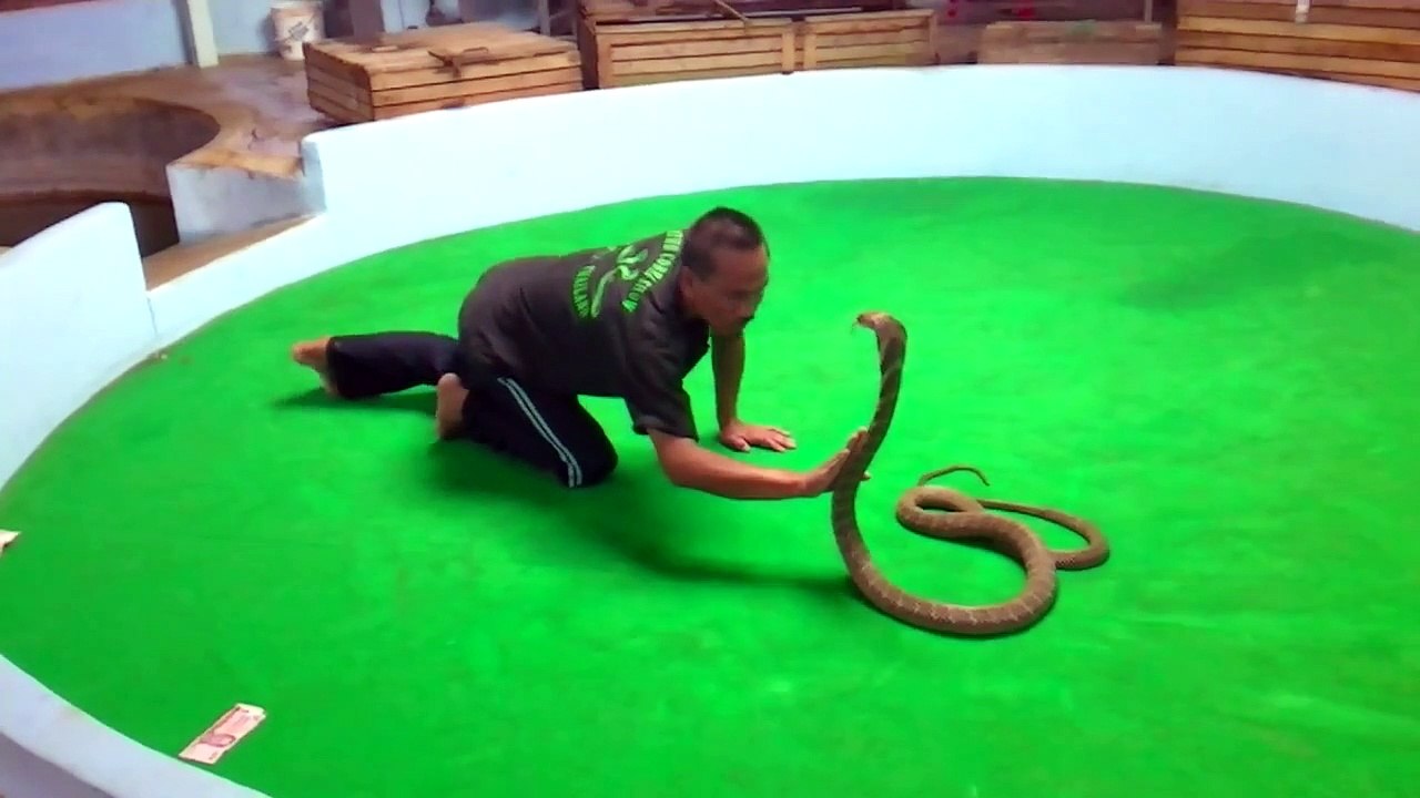 King Cobra Kisses Man