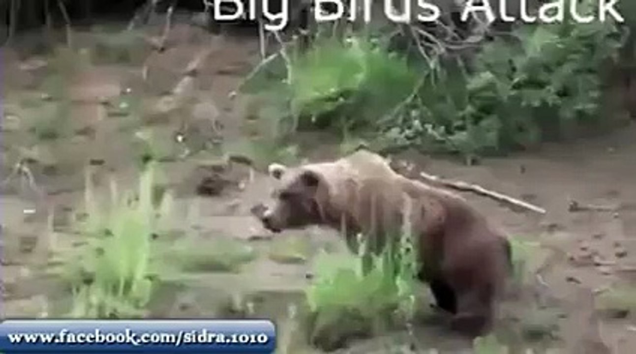 amazing eagle