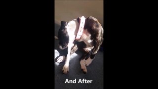 Staffy sunbathing - before and after