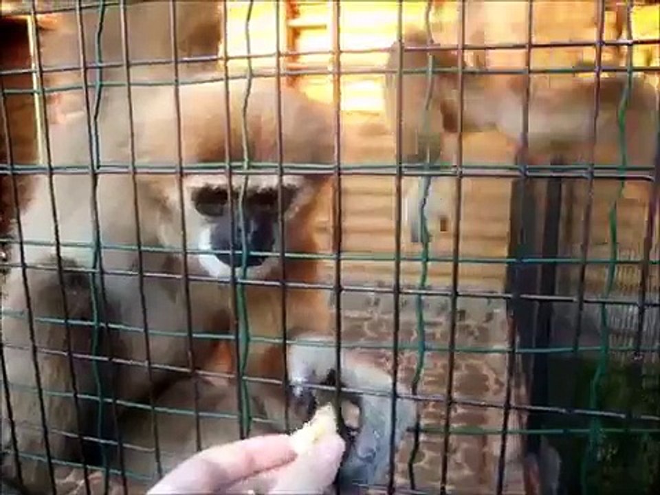 Feeding animals at the zoo :))))