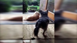 Funny animals Animal Pranksters   Compilation