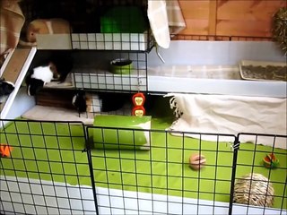 Gelişmiş Guinea Pig Kafesi