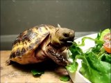 Kaplumbağa Beslenmesi