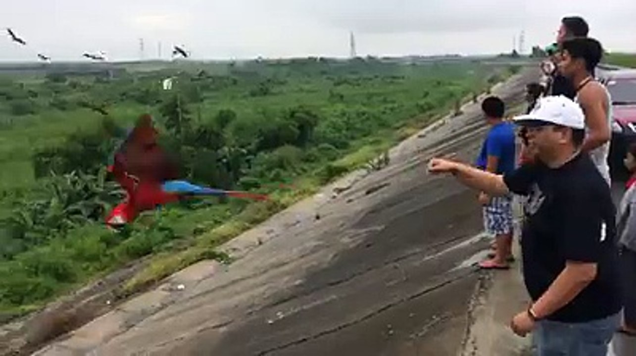 funny bird