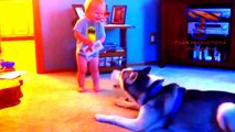 Kopie van Kopie van Funny dogs and babies talking   Cute dog & baby compilation