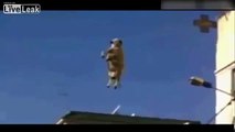 Successful Saving a sheep hanging on electricity wires