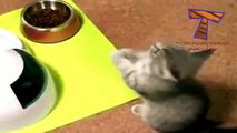 Kopie van Funny cats and dogs begging for food   Cute animal compilation