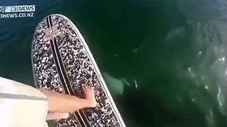 Paddle boarder's close encounter with curious orca