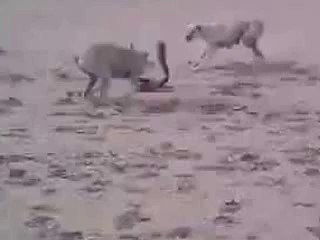 Snake and Dog Fighting by Sakhawat Ali